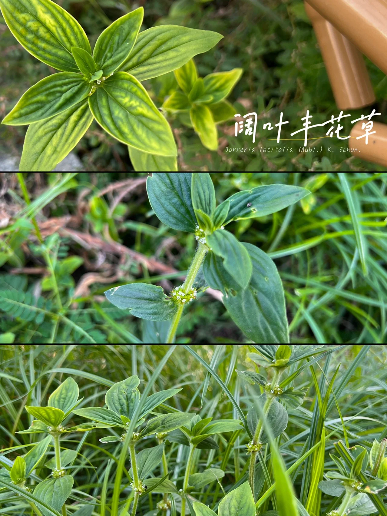 闊葉豐花草-用途廣泛卻潛藏危機的雙麵入侵植物