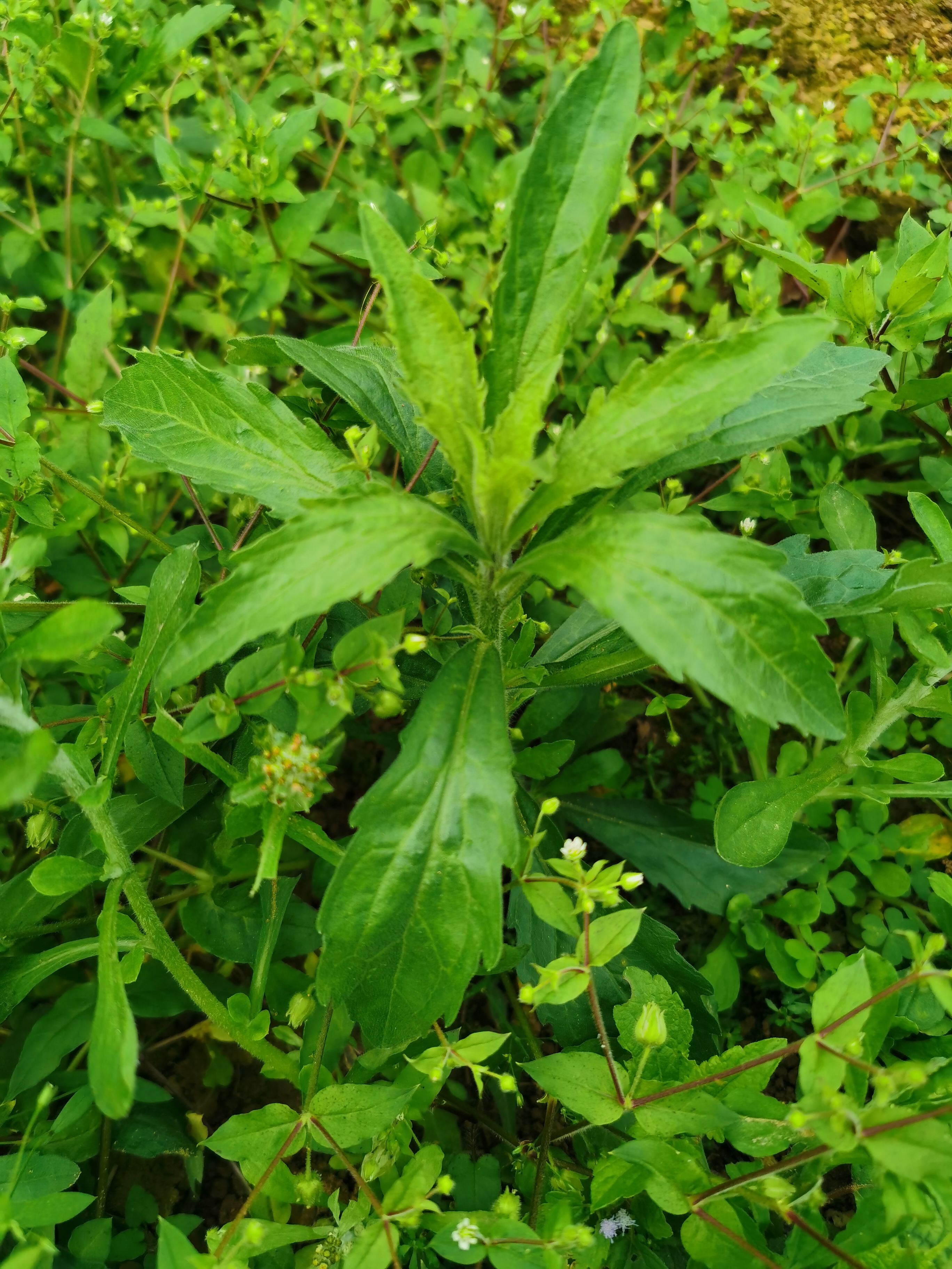 小蓬草是什麼植物，有什麼特點與用途