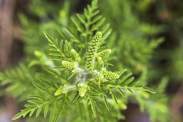 豚草是什麼植物？解析這種外來入侵植物的危害與特點