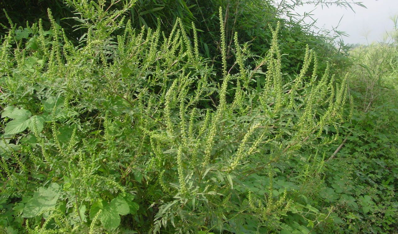 豚草是什麼植物？解析這種外來入侵植物的危害與特點