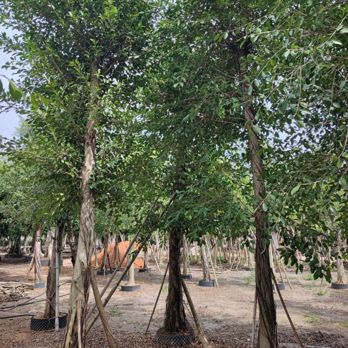 榕樹是常綠還是落葉植物，有哪些繁殖方法