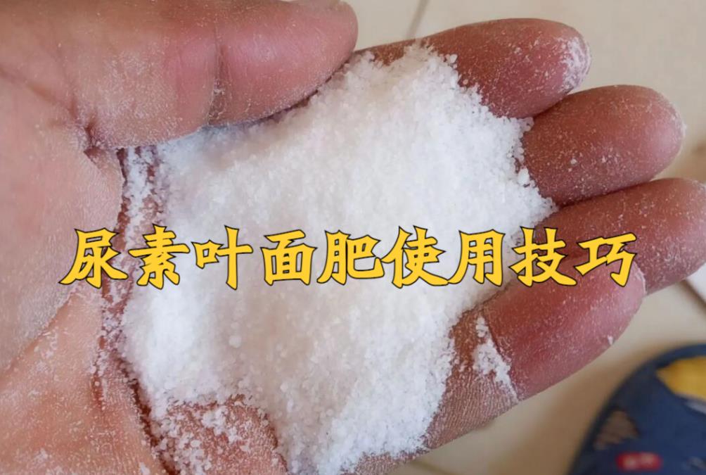 尿素葉麵肥新趨勢，快速吸收，促進作物生長新飛躍