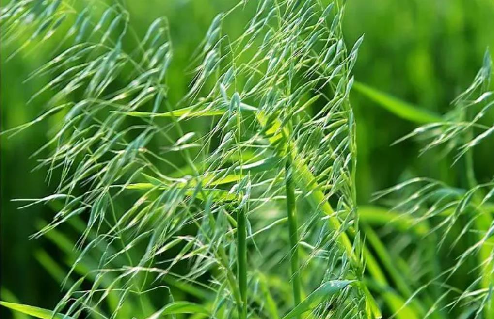 田間雜草-野燕麥的生長環境條件與特點價值介紹