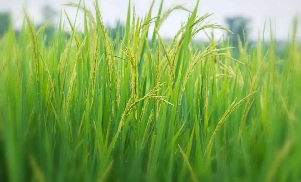 大米草是什麼植物，有什麼價值及危害