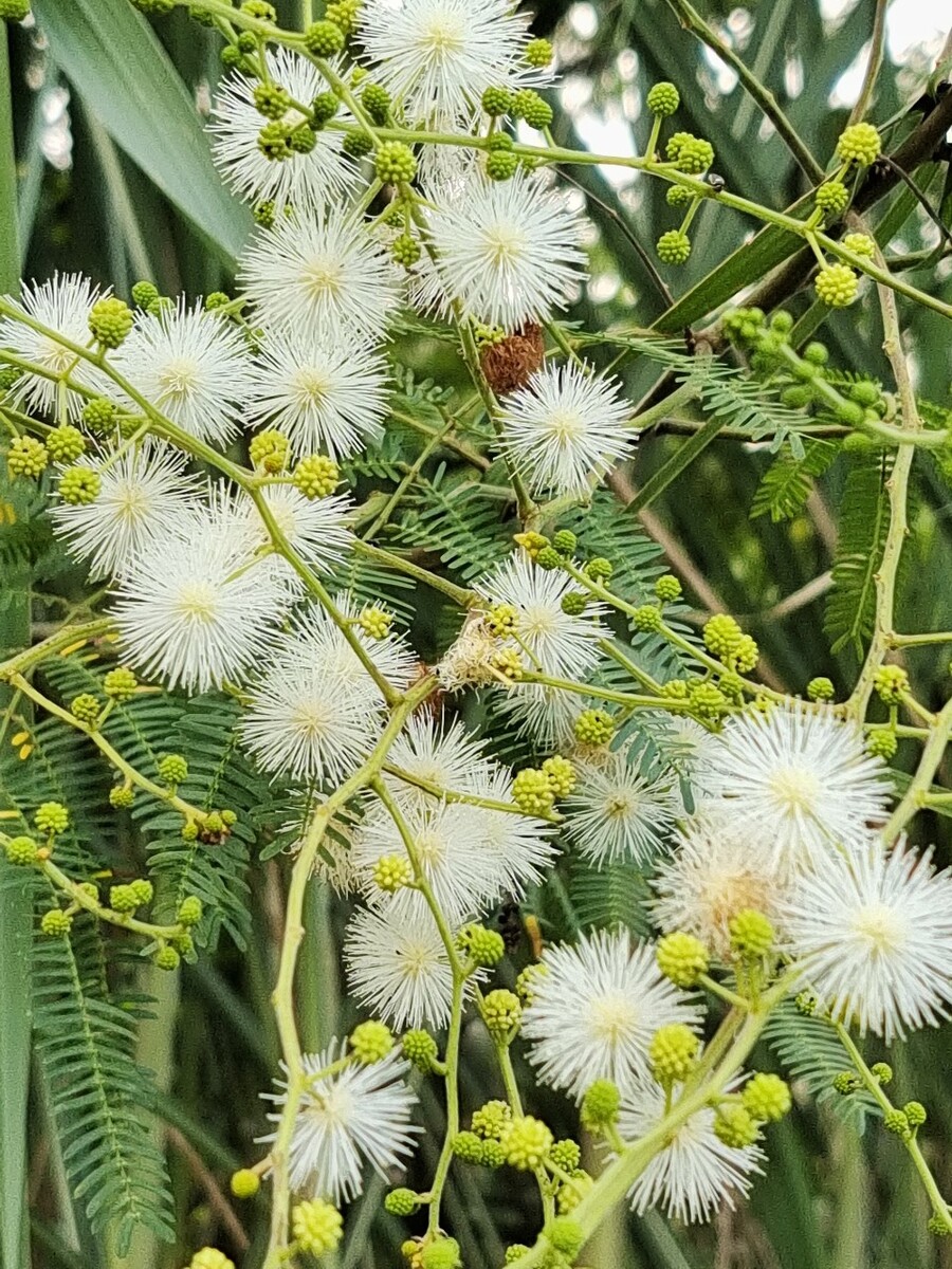 銀合歡是什麼植物，有什麼特點和價值