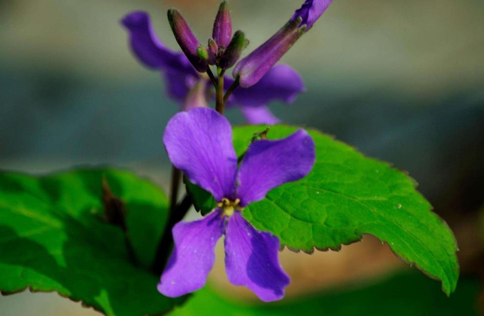 諸葛菜是什麼花卉植物，會開花嗎