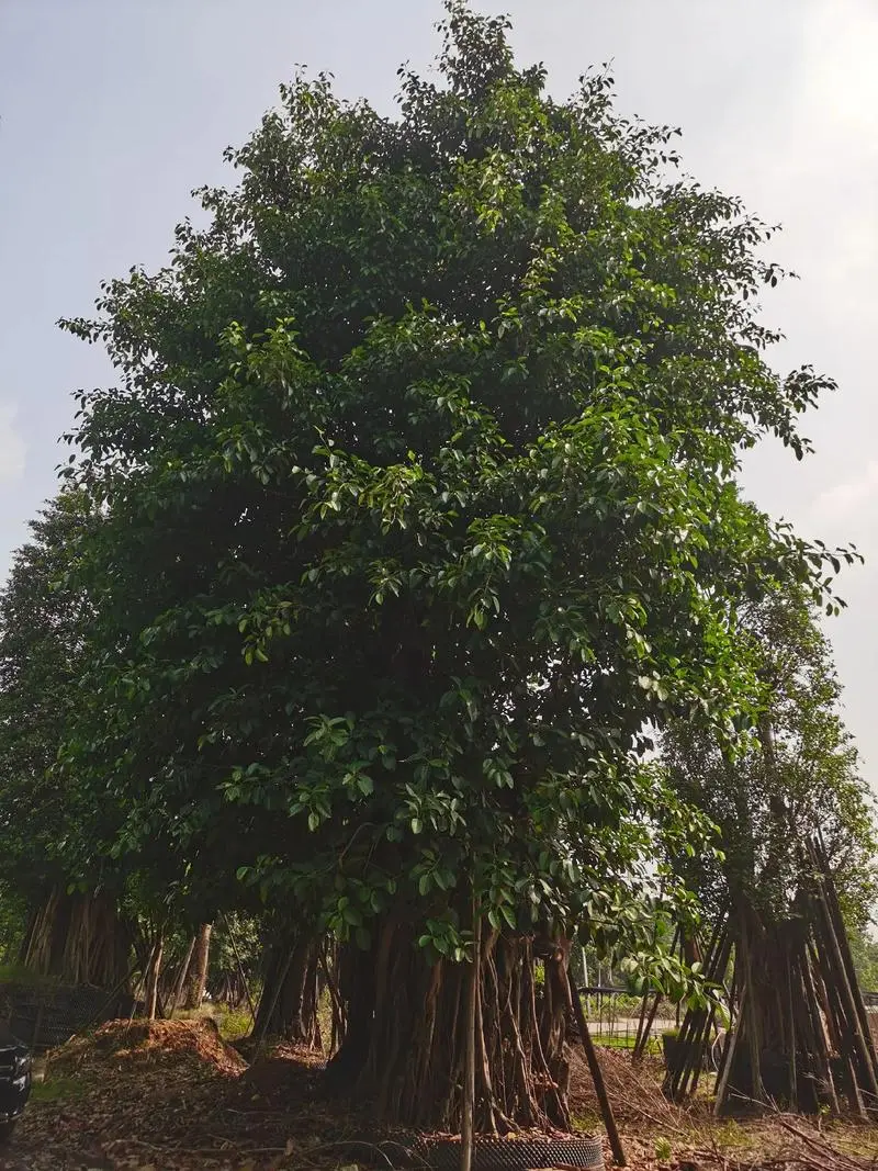 高山榕生長分布在哪些地方，有什麼特點和價值