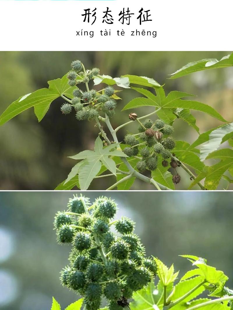 蓖麻是什麼植物，生長環境和氣候特點介紹