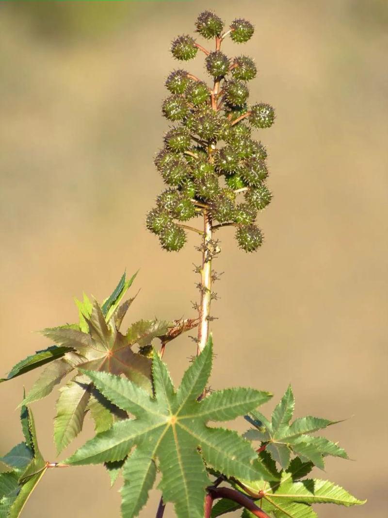 蓖麻是什麼植物，生長環境和氣候特點介紹