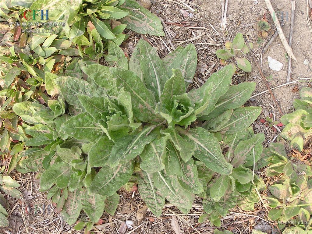 小花山桃草是什麼植物，有什麼價值與危害