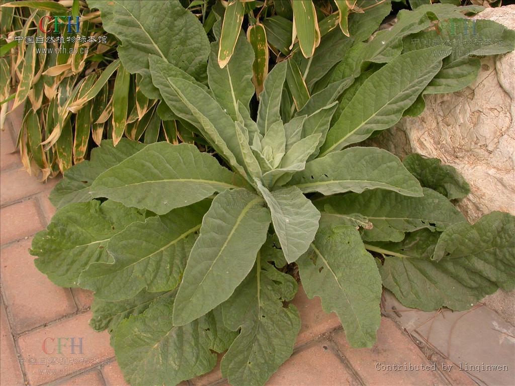 小花山桃草是什麼植物，有什麼價值與危害