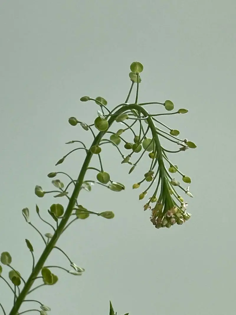 北美獨行菜是入侵物種嗎，有什麼特點和危害