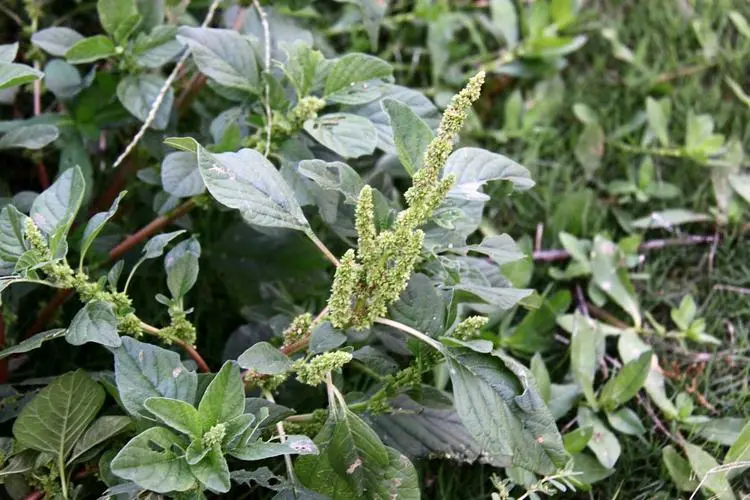 凹頭莧長什麼樣，是能吃的野菜嗎