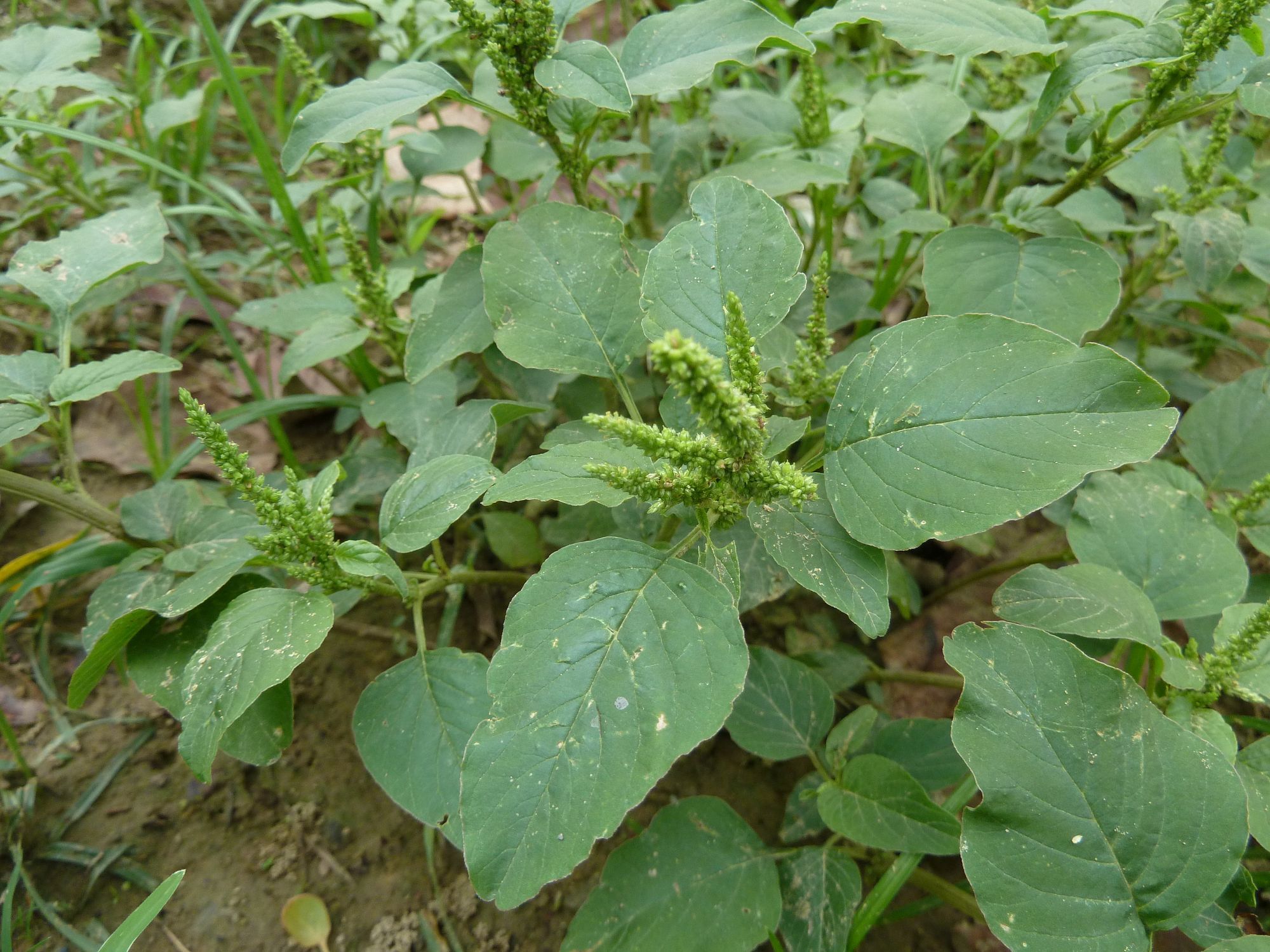 凹頭莧長什麼樣，是能吃的野菜嗎