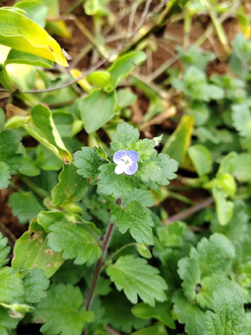 阿拉伯婆婆納是入侵植物嗎，有什麼價值和危害