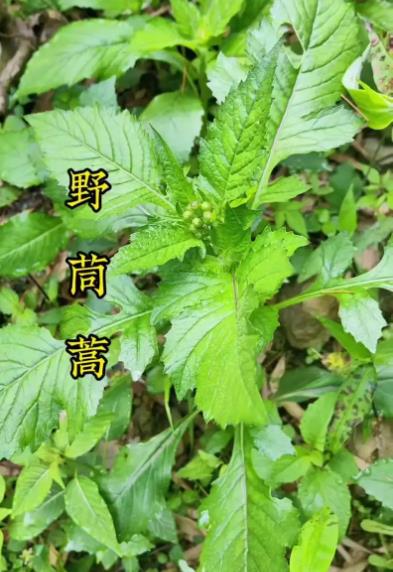 野茼蒿能吃嗎，和茼蒿有什麼區別？