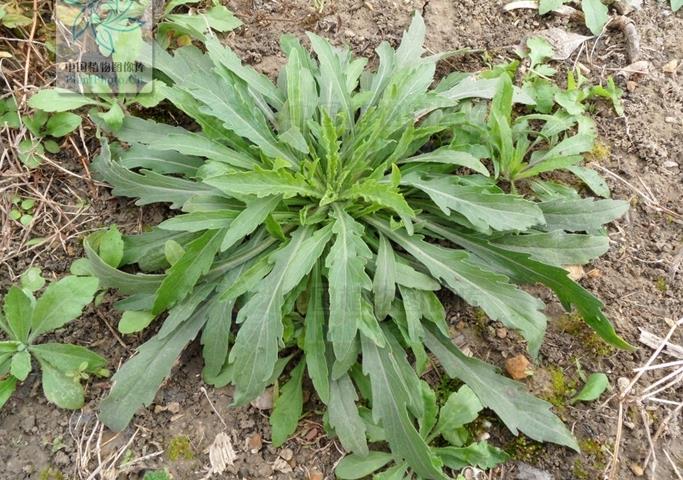 香絲草長什麼樣，有什麼價值和用途