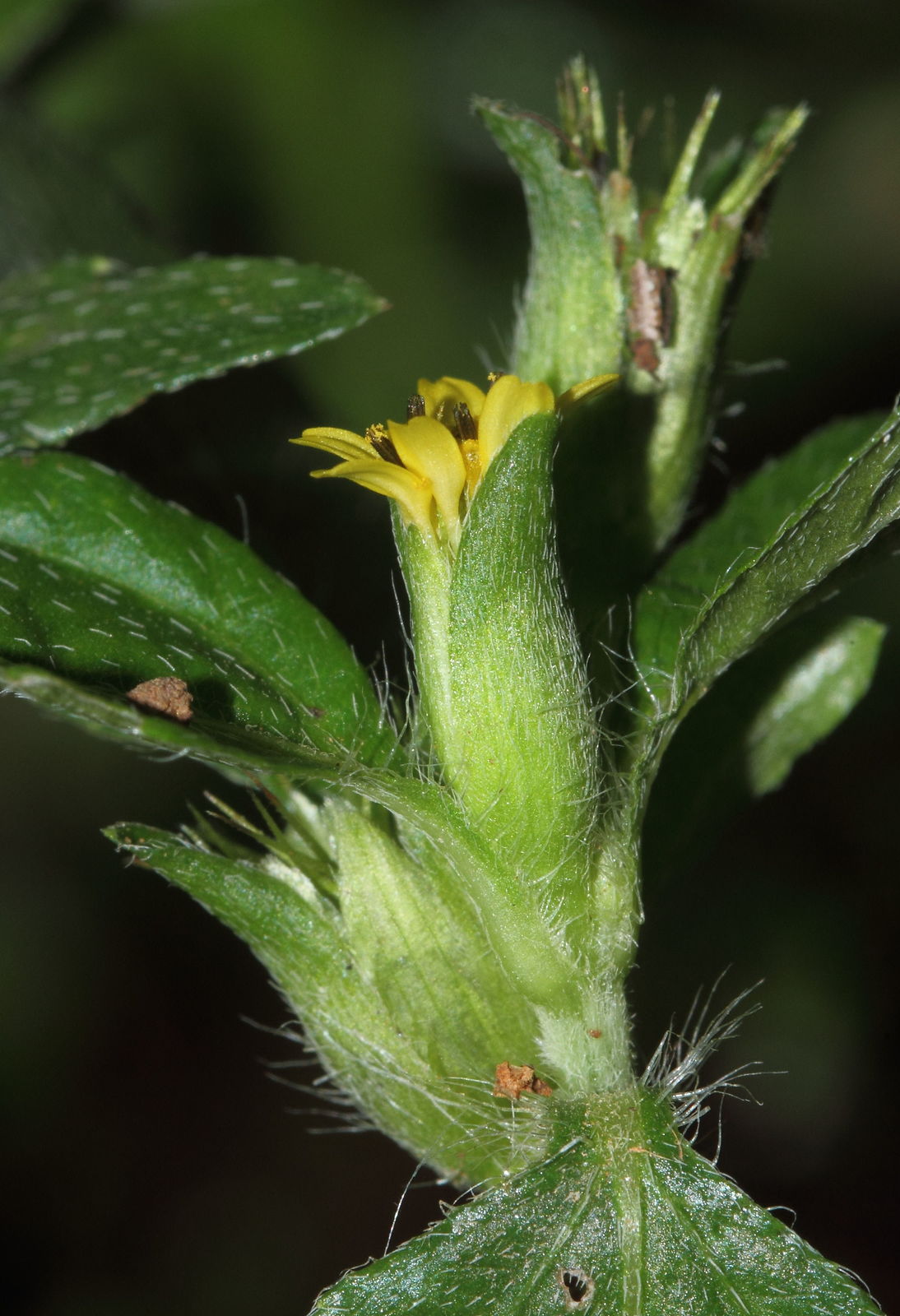 金腰箭植物特征、價值介紹與不容忽視的生態危害