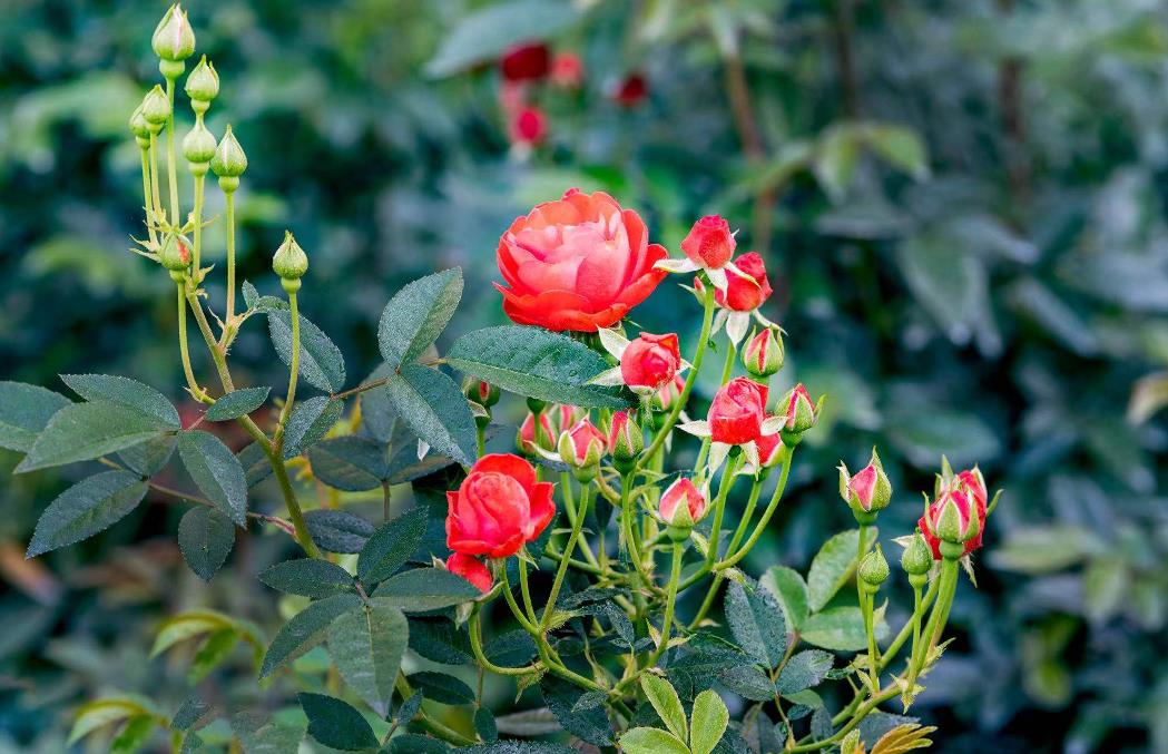 月季秋天也能美如畫！這些月季花品種秋季開花超驚豔