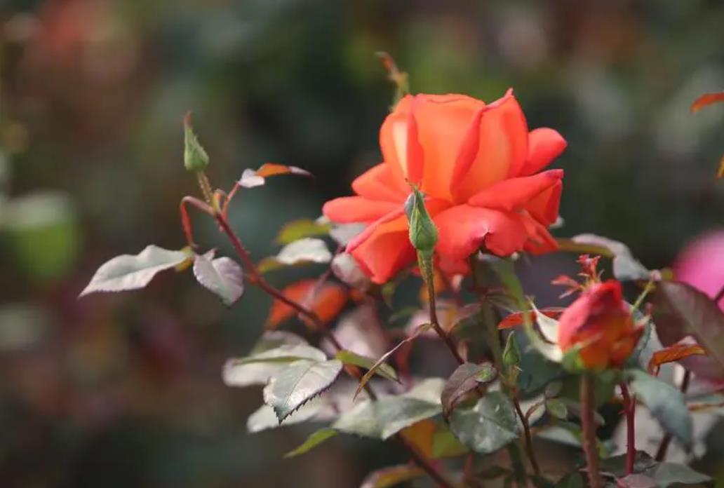 月季秋天也能美如畫！這些月季花品種秋季開花超驚豔