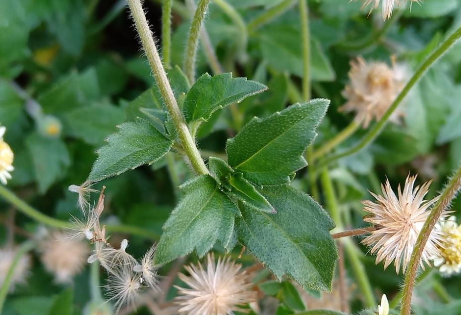 羽芒菊的特點、生長習性與潛在危害介紹