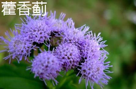 藿香薊是什麼植物，和藿香有什麼關係嗎