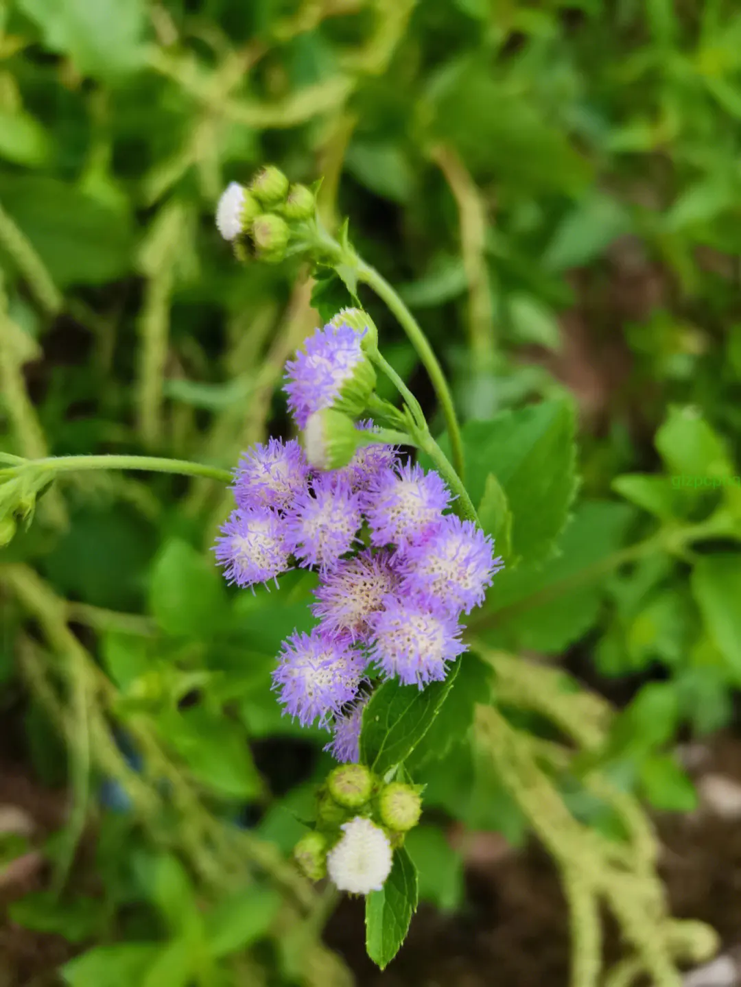 藿香薊是什麼植物，和藿香有什麼關係嗎