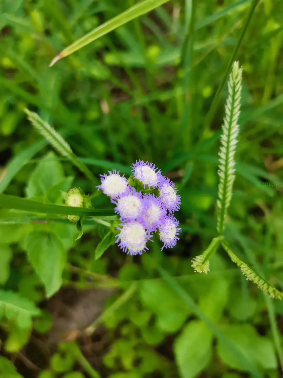 藿香薊是什麼植物，和藿香有什麼關係嗎