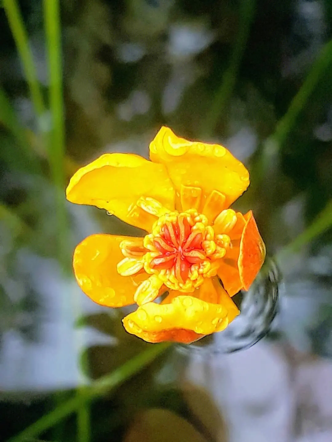 萍蓬草開花是什麼顏色，室內可以養殖嗎？