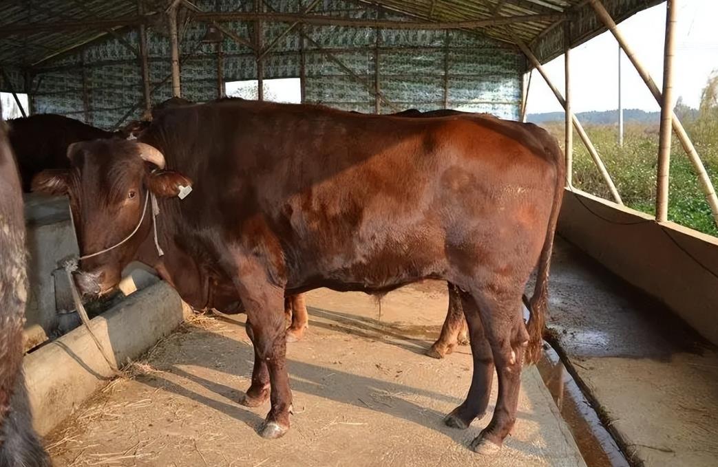 <b>探索秦川牛的產地、特點及科學養殖方法</b>