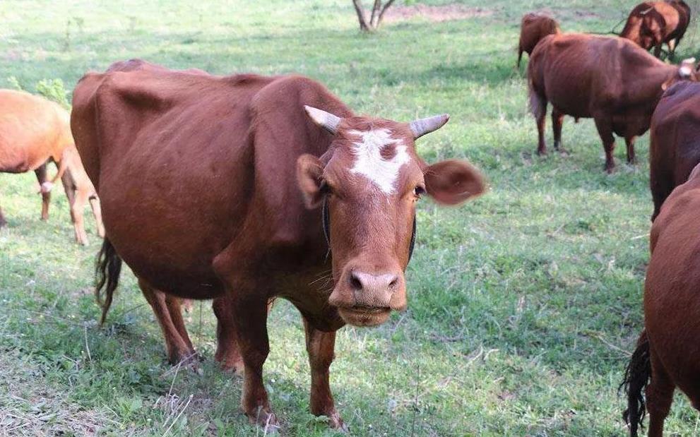 探索秦川牛的產地、特點及科學養殖方法