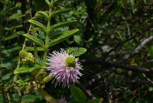 入侵植物刺軸含羞草介紹，它有什麼價值和危害？