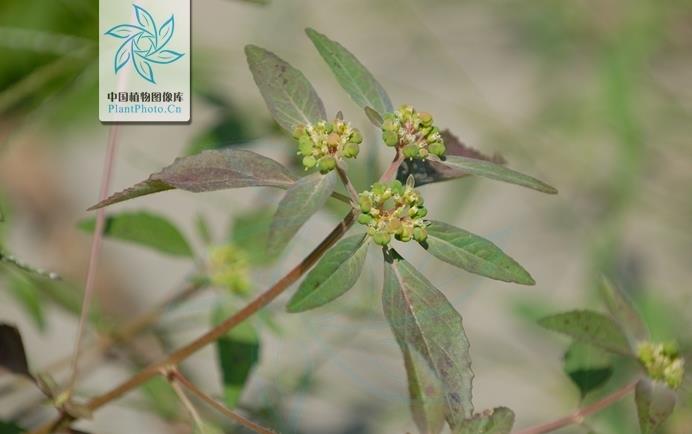 齒裂大戟是什麼植物，有什麼特點和危害