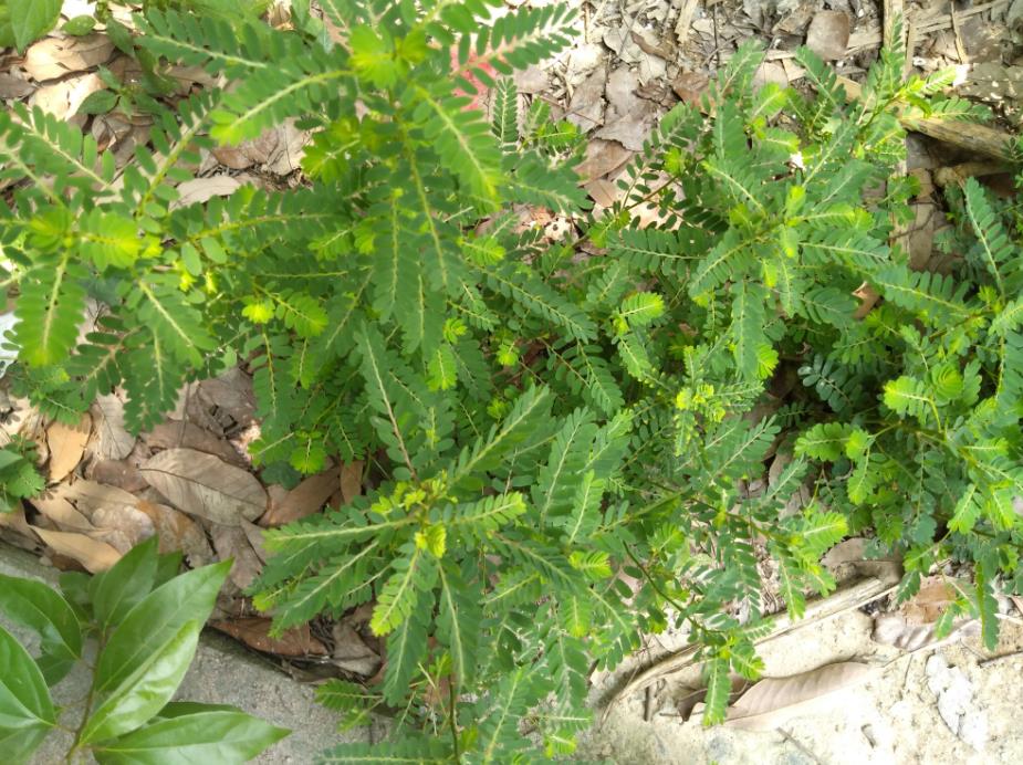 珠子草：一種具有藥用價值的野生植物及其危害介紹