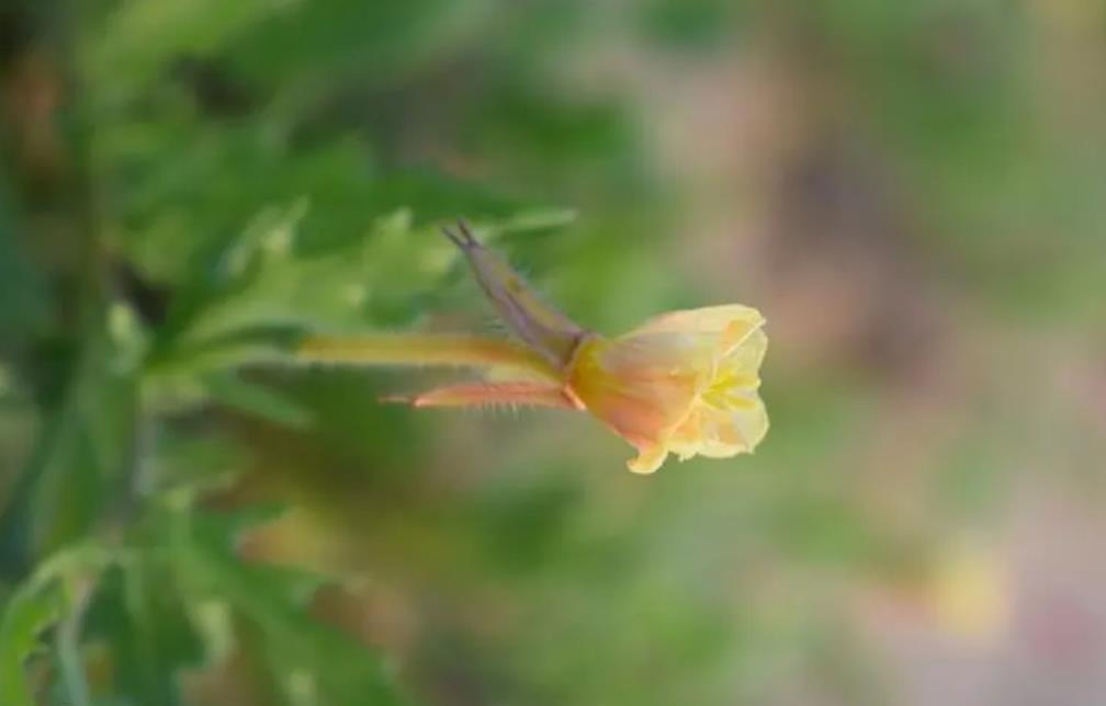 裂葉月見草開花是什麼樣子，室內適合養殖嗎？