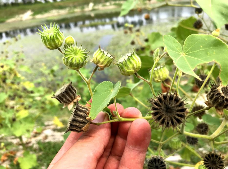 檾麻是什麼植物，有什麼特點和價值用途？