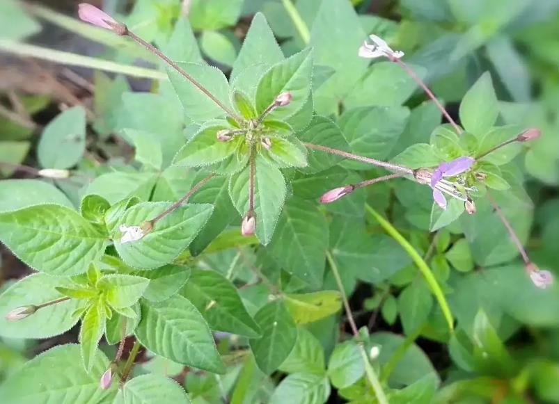 皺子白花菜是什麼植物，有什麼特點和作用價值？