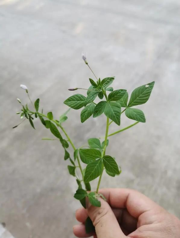 皺子白花菜是什麼植物，有什麼特點和作用價值？