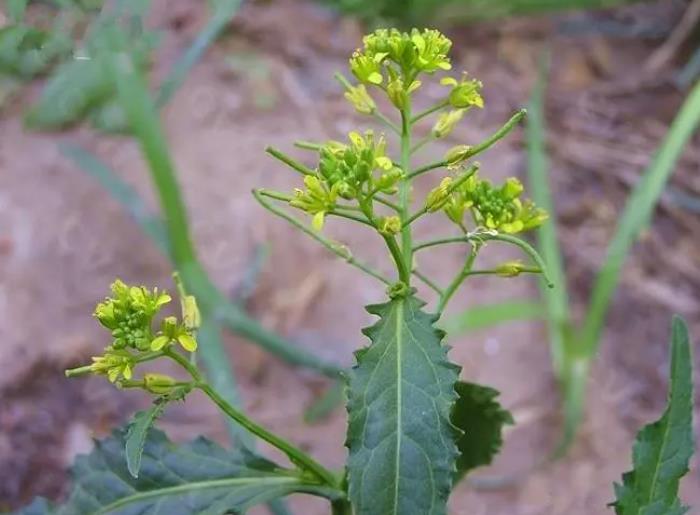 兩棲蔊菜長什麼樣，有什麼危害和價值？