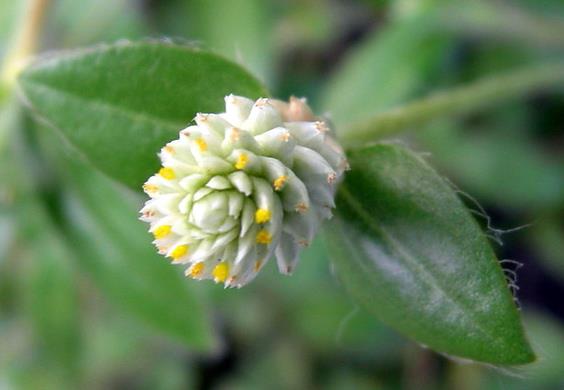 <b>銀花莧開花是什麼顏色，庭院養殖需要注意什麼？</b>