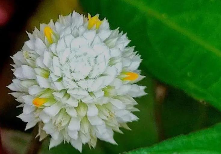 銀花莧開花是什麼顏色，庭院養殖需要注意什麼？