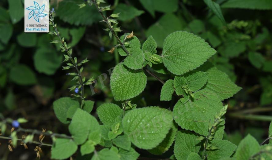 椴葉鼠尾草是什麼植物，有什麼價值和危害？