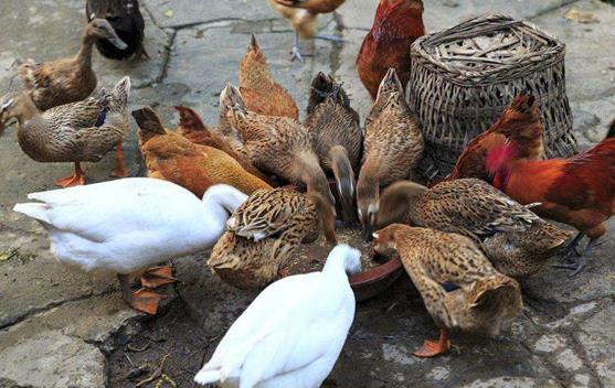 新穀物和陳穀物做養殖飼料有什麼區別？