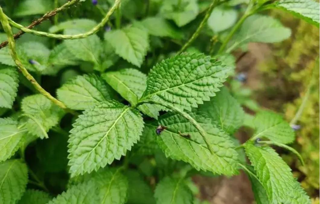 假馬鞭是什麼植物，有什麼危害和用途？