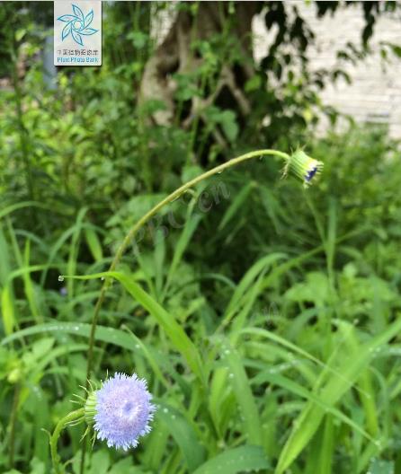 藍花野茼蒿有毒嗎，有什麼特點和價值？