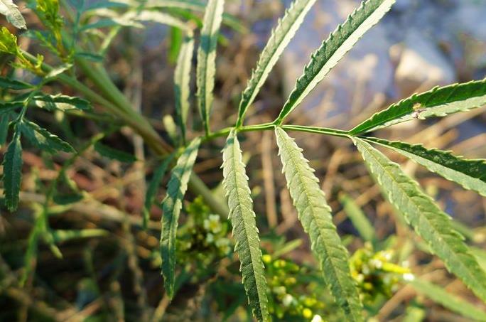 印加孔雀草是外來入侵植物嗎，有什麼特點和危害？