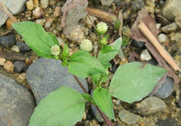 白花金鈕扣是什麼植物，有哪些價值用途？