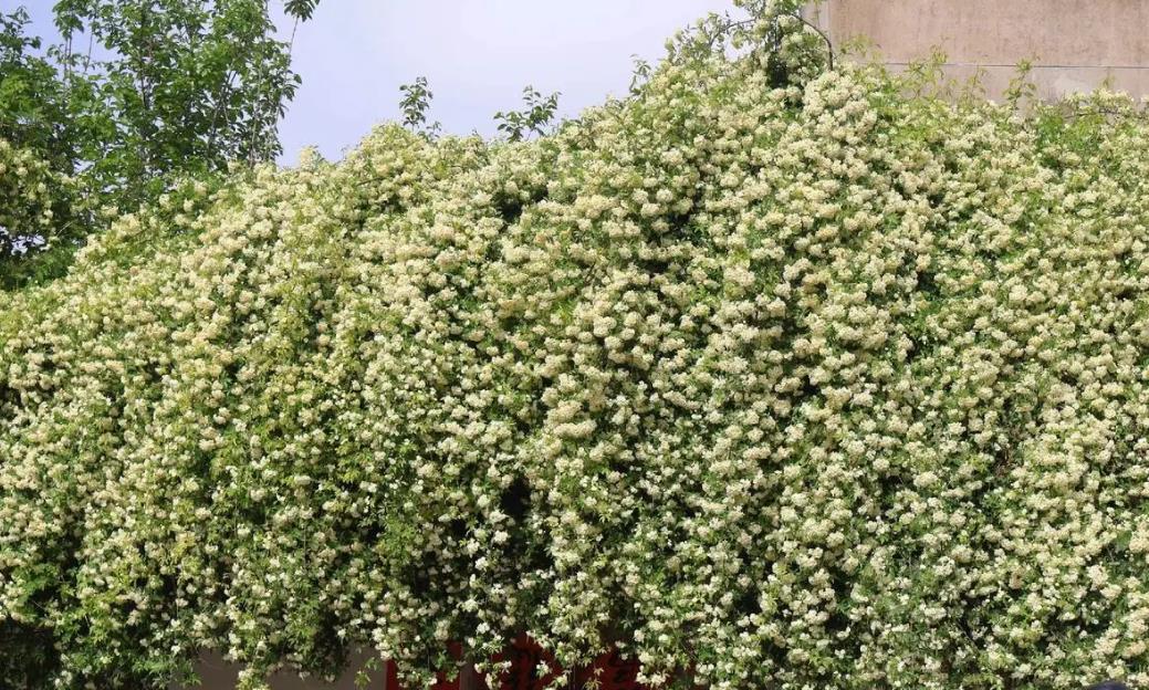 木香花怎麼養殖，有什麼特點？