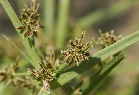 蘇裏南莎草是入侵植物嗎，有什麼價值和危害？