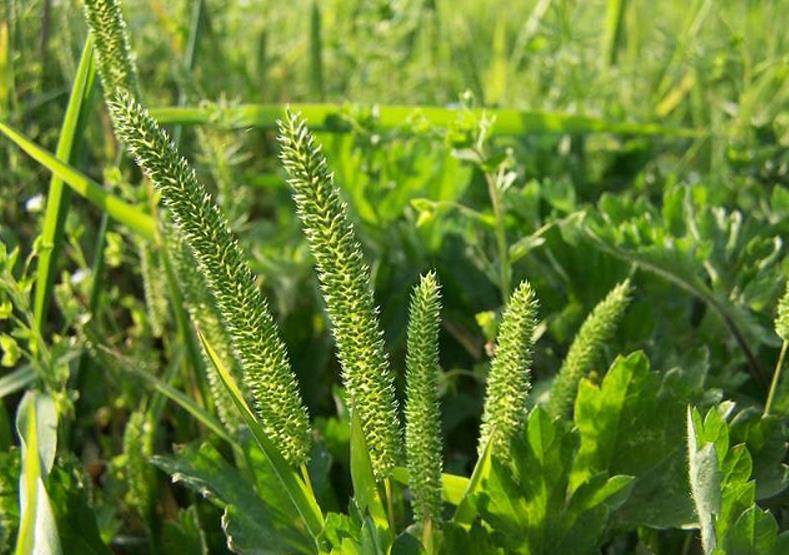 梯牧草有什麼別名，可以做牧草飼料嗎？